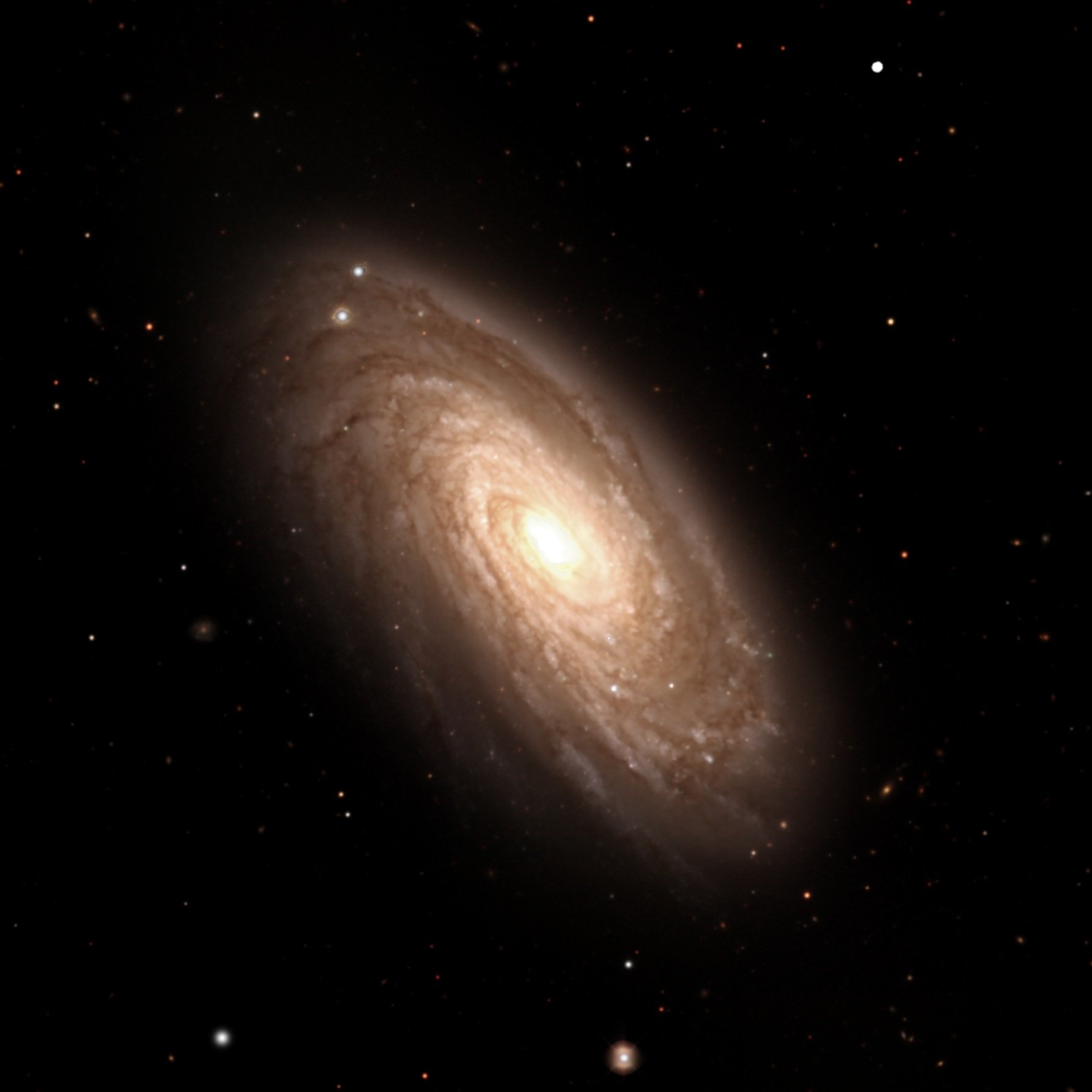 Spiral galaxy M88 from DESI Legacy Survey data reprocessed by Kyle Eberly — an inclined spiral with a golden core and chocolate-brown flocculent dust lanes winding through its disk.